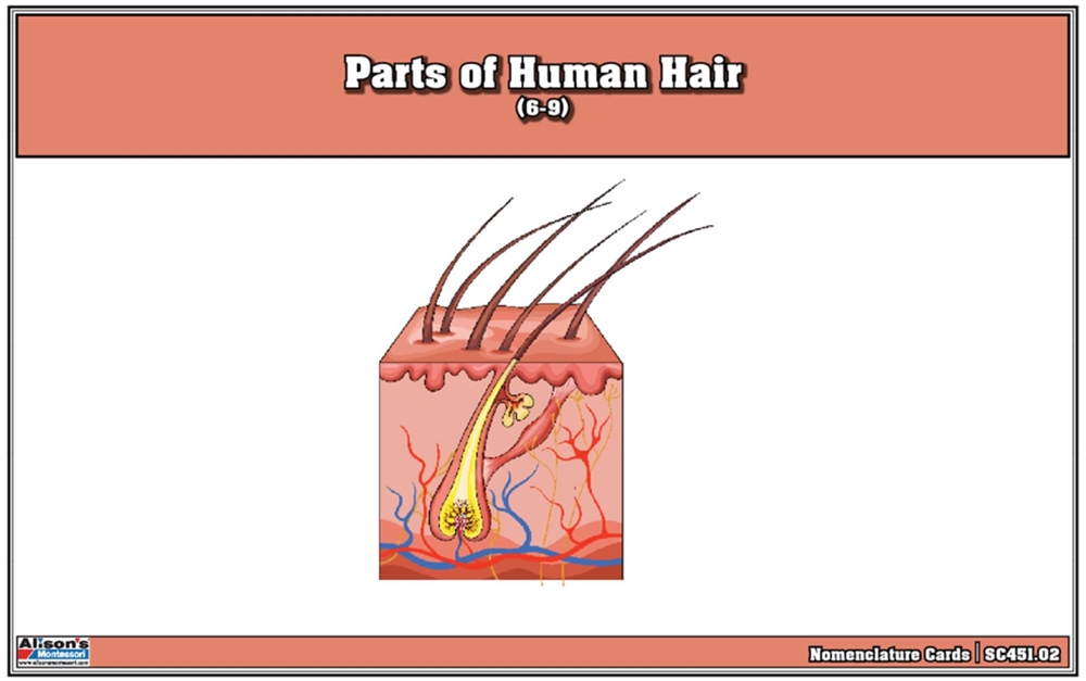 Parts of Human Hair Nomenclature Cards (6-9) (Printed) 