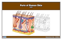 Parts of Human Skin Nomenclature Cards (3-6) Printed