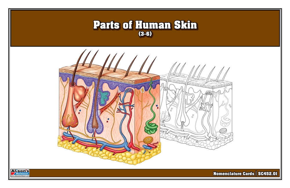  Parts of Human Skin Nomenclature Cards (3-6) Printed