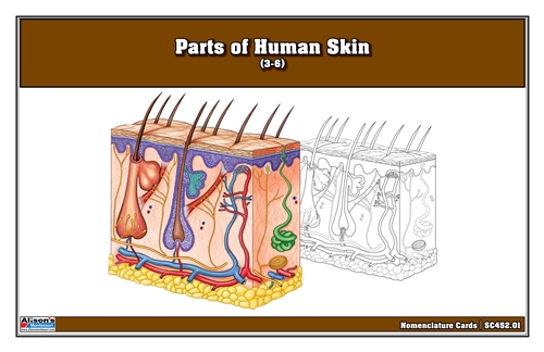 Parts of Human Skin Nomenclature Cards (3-6) Printed