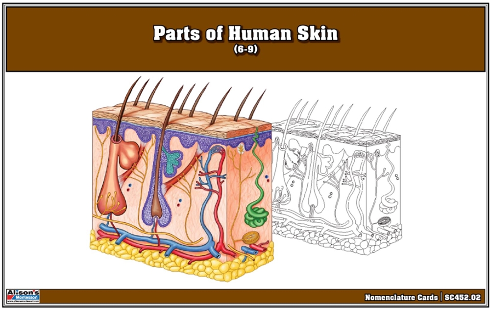 Parts of Human Skin Nomenclature Cards (6-9) Printed 