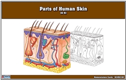 Parts of Human Skin Nomenclature Cards (6-9) Printed