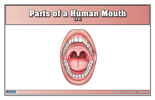 Parts of a Human Mouth Nomenclature Cards (3-6) (Printed)