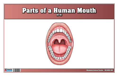 Parts of a Human Mouth Nomenclature Cards (6-9) (Printed)