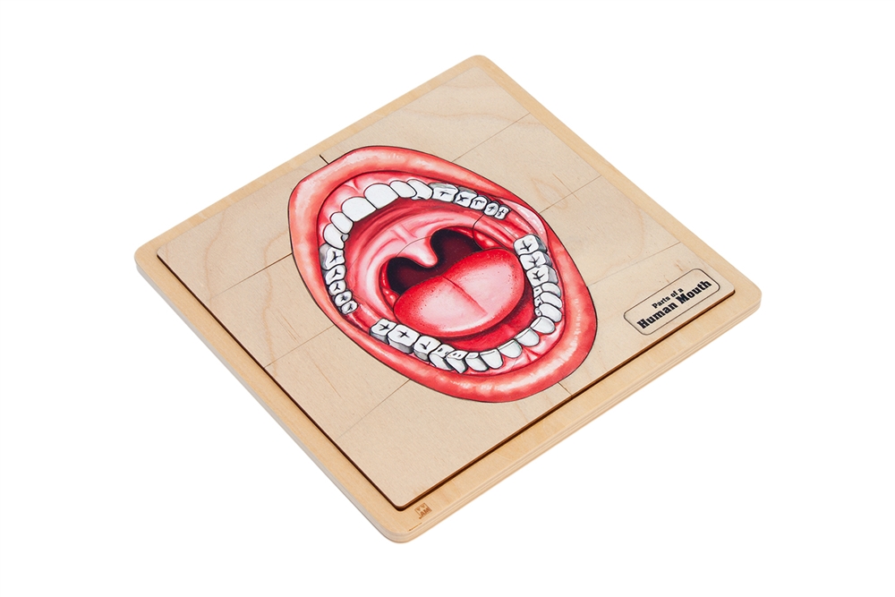  Parts of a Human Mouth Puzzle