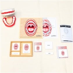 Parts of a Human Mouth - Complete Set