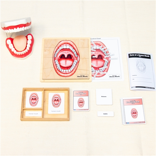 Parts of a Human Mouth - Complete Set