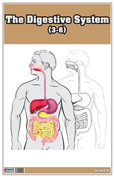 The Digestive System Nomenclature Cards (3-6)