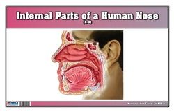 Internal Parts of a Human Nose Nomenclature Cards (6-9) (Printed)