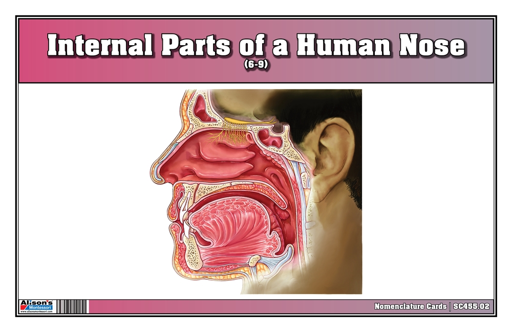 Internal Parts of a Human Nose Nomenclature Cards (6-9) (Printed) 