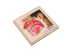 Internal Parts of a Human Nose Puzzle with Nomenclature Cards (6-9) (Printed)