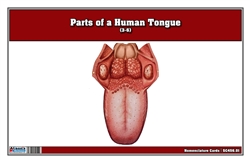 Parts of a Human Tongue Nomenclature Cards (3-6)