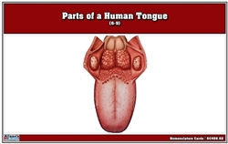 Parts of a Human Tongue Nomenclature Cards (6-9)