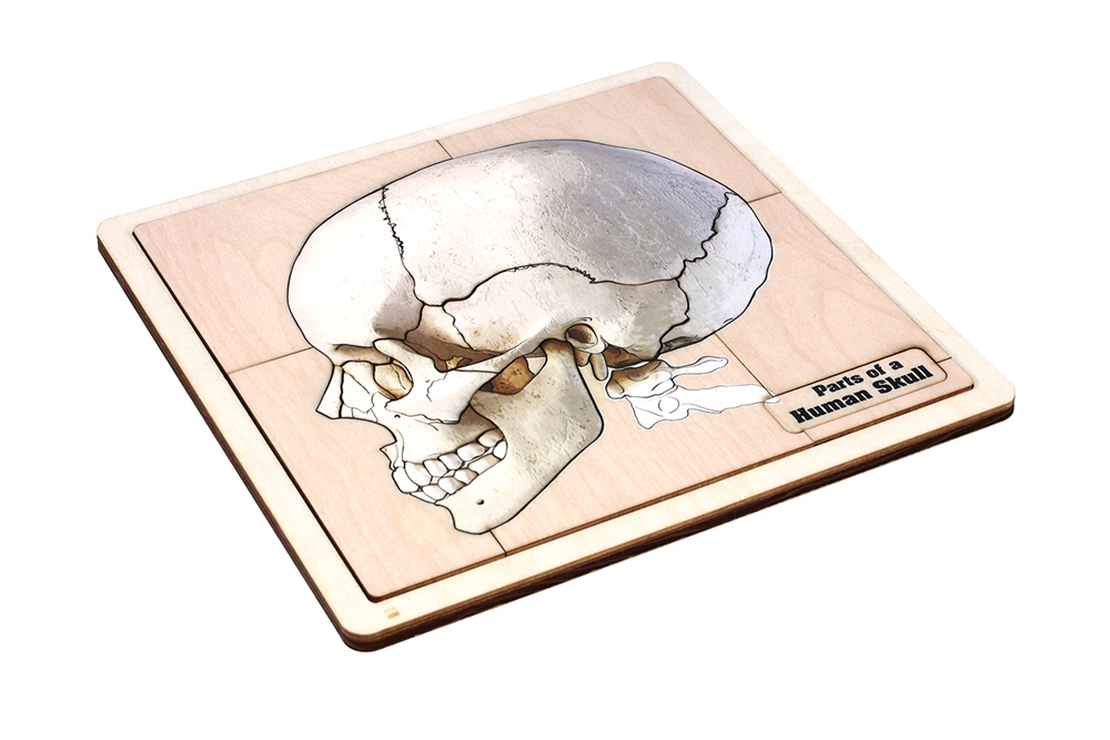 Parts of Human Skull Puzzle 