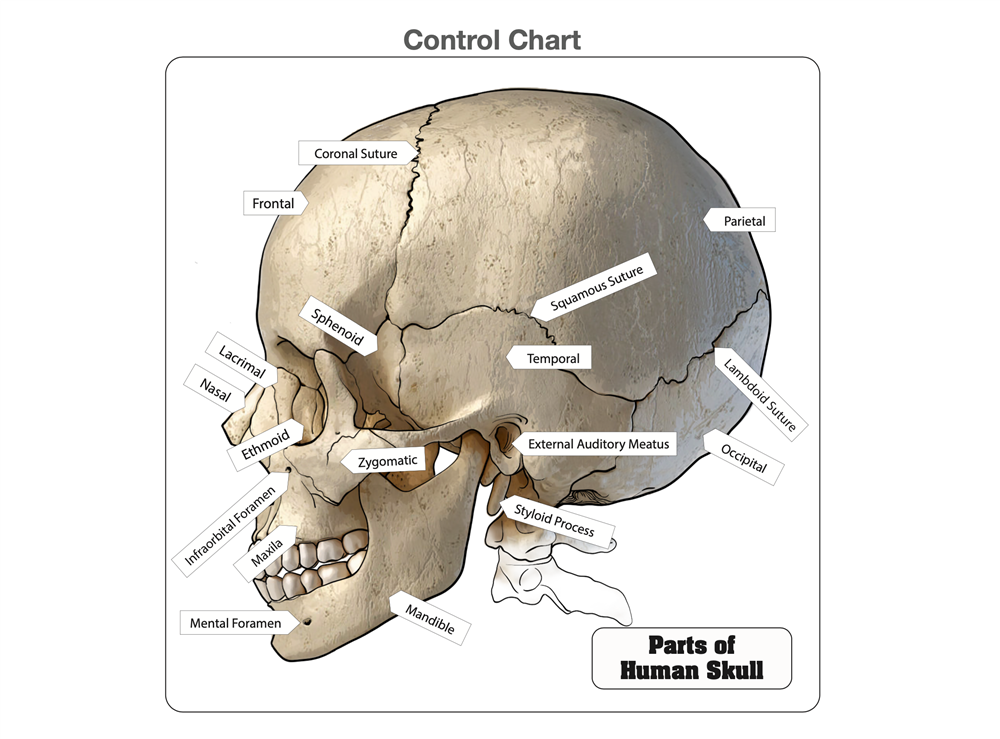 Montessori Materials: Parts of Human Skull Puzzle