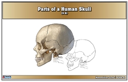 Parts of a Human Skull Nomenclature Cards (3-6)