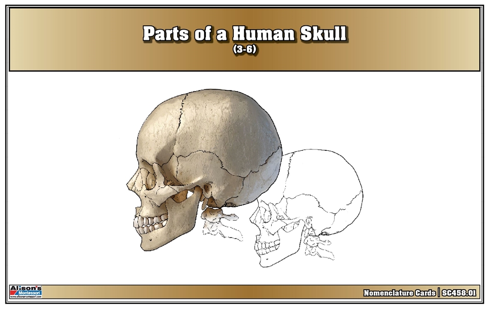 Parts of a Human Skull Nomenclature Cards (3-6) 
