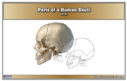 Parts of a Human Skull Nomenclature Cards (6-9)