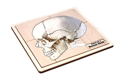 Parts of a Human Skull Puzzle with Nomenclature Cards (3-6)