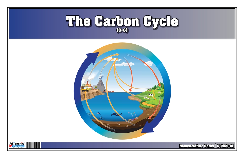 The Carbon Cycle Nomenclature Cards (3-6) (Printed) 
