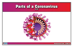 Parts of a Coronavirus Nomenclature Cards (3-6)