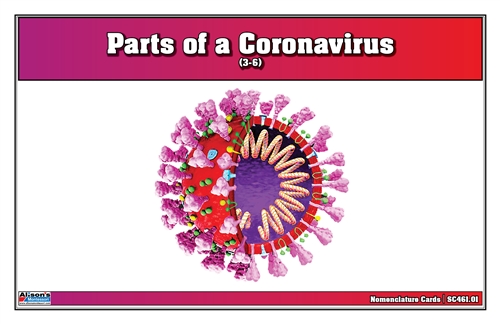 Parts of a Coronavirus Nomenclature Cards (3-6)