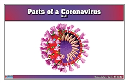 Parts of a Coronavirus Nomenclature Cards (6-9)