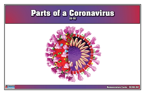 Parts of a Coronavirus Nomenclature Cards (6-9)