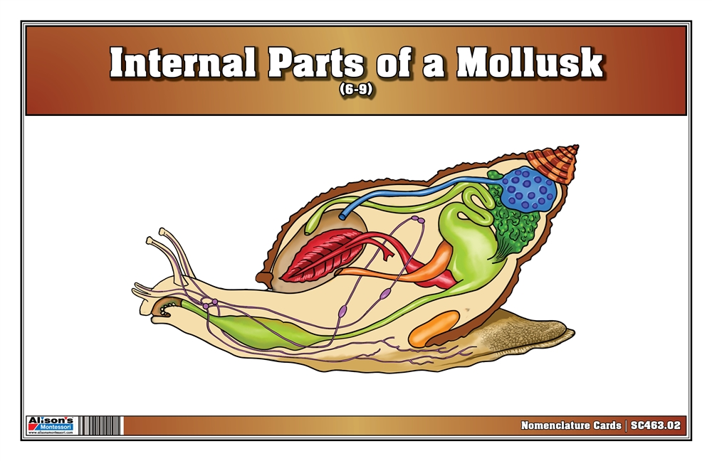 Internal Parts of a Mollusk Nomenclature Cards (6-9) (Printed) 