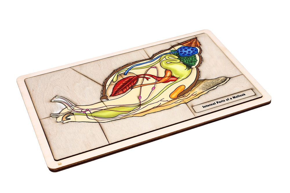  Internal Parts of a Mollusk Puzzle