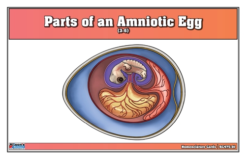 Parts of an Amniotic Egg Nomenclature Cards (3-6) (Printed)