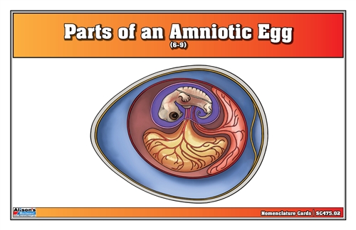 Parts of an Amniotic Egg Nomenclature Cards (6-9) (Printed)