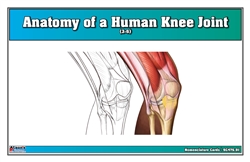 Anatomy of a Human Knee Joint Nomenclature Cards (3-6) (Printed)