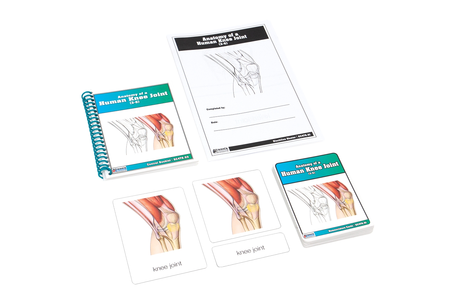  Anatomy of a Human Knee Joint Nomenclature Cards (3-6) (Printed)