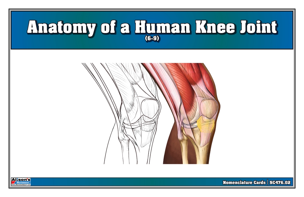  Anatomy of a Human Knee Joint Nomenclature Cards (6-9) (Printed)