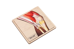 Anatomy of a Human Knee Joint Puzzle with Nomenclature Cards (3-6) (Printed)