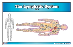 The Lymphatic System (Nomenclature Cards) (3-6)
