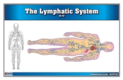 The Lymphatic System  (Nomenclature Cards) (6-9)