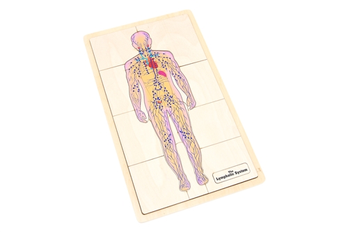 The Lymphatic System Puzzle with Nomenclature Cards (3-6)