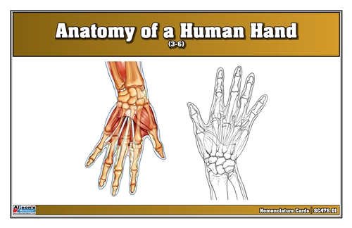 Anatomy of a Human Hand Nomenclature Cards (3-6) (Printed)