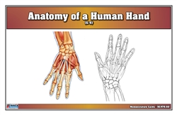 Anatomy of a Human Hand Nomenclature Cards (6-9) (Printed)