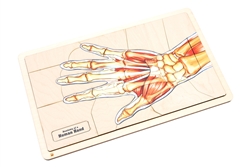 Anatomy of a Human Hand Puzzle with Nomenclature Cards (3-6) (Printed)