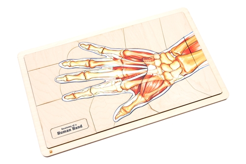 Anatomy of a Human Hand Puzzle with Nomenclature Cards (6-9) (Printed)