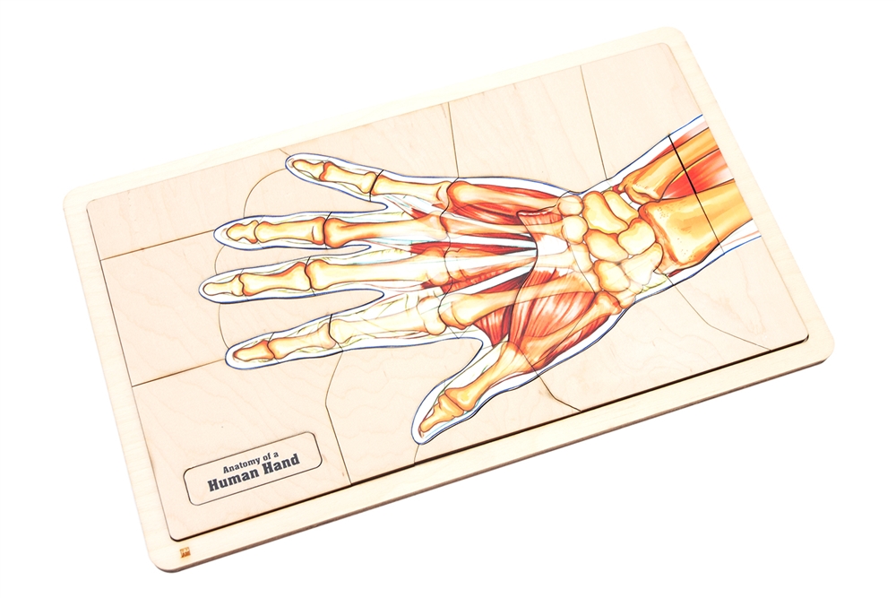 Anatomy of a Human Hand Puzzle 
