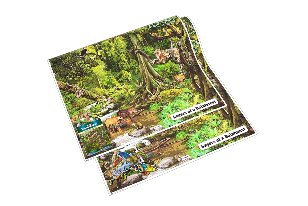 Layers of the Rainforest Chart with Research Cards 
