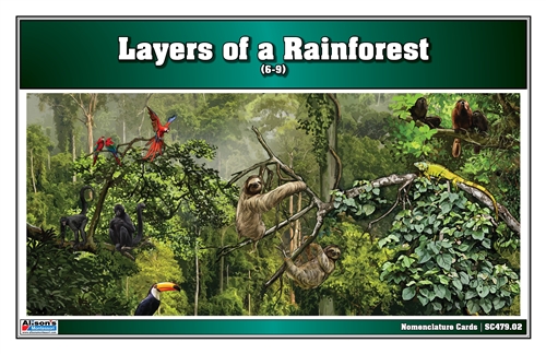 Layers of a Rainforest (Nomenclature Cards) (3-6) (Printed)