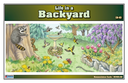 Life in a Backyard Nomenclature Cards (6-9) (Printed)