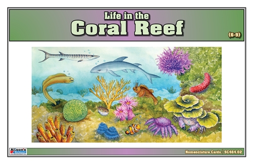 Life in the Coral Reef (Nomenclature Cards) (6-9) (Printed)