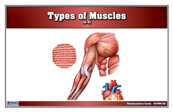 Types of Muscles Nomenclature Cards (6-9) (Printed)
