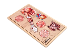 Types of Muscles Puzzle with Nomenclature Cards (6-9) (Printed)